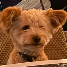 Ted
